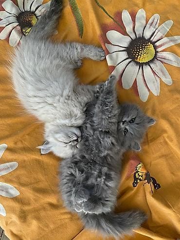 bere ceken: Şotland — 6