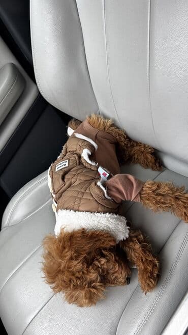 qurbanliq sekilleri: Pudel, 4 ay, Dişi, Peyvəndli, Ünvandan götürmə — 9