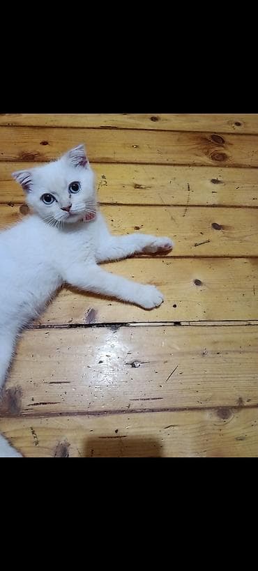 pişik cantası: Erkək — 4