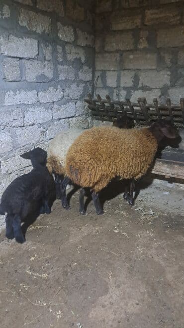 Dişi, Qala, il: 1, 90 kq, Damazlıq