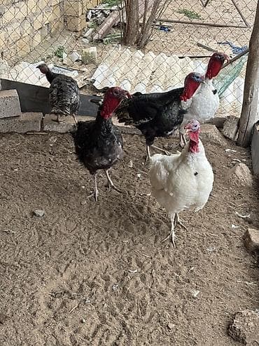 Salam kanada sortlari olan hindusklar satilir 4 erkek 1 eded disi