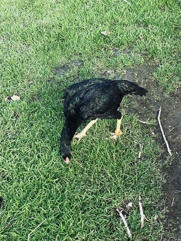 cucə satılır: Toyuq cücələri, Damazlıq — 2