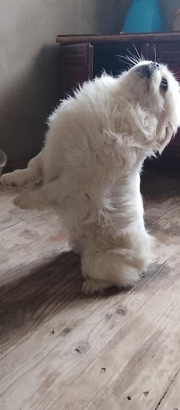 Pekines, 1 il, Erkek, Ünvandan götürmə