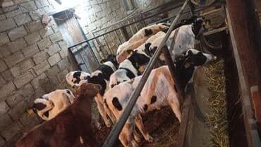 eşşək şəkili: Satış: Dana və buzovlar Təsvir: - Şəkillərdə müxtəlif yaş və rəngdə — 1