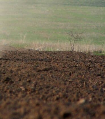 Kirayə torpaq sahələri: 15 sot — 1