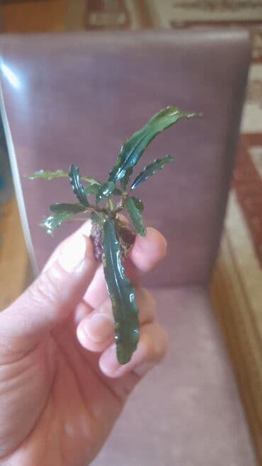 Akvarium aksessuar və ləvazimatları: Bucephalandıra