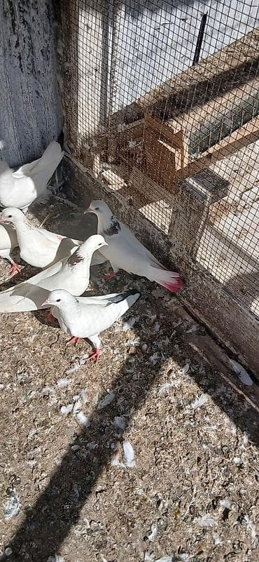sevgi qusu: 16 eded tam saglam qusdu icinde 5 iran qusu 4 boynu gullu mayalar — 7