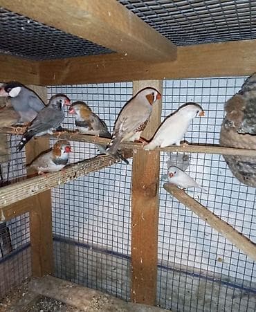 deve quşu: Zebra ispinozları – müxtəlif rəng mutasiyaları ilə - Növ: Taeniopygia — 1