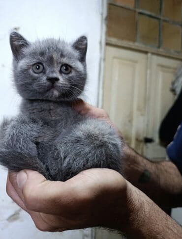 Britan, Erkək, Yaxşı əllərə, Ünvandan götürmə lalafo.az -da Britan, Erkək, Yaxşı əllərə, Ünvandan götürmə