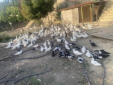 Qazlar: Şəkillərdə müxtəlif növ ev quşları görünür: əsasən ağ qazlar, ördəklər — 2
