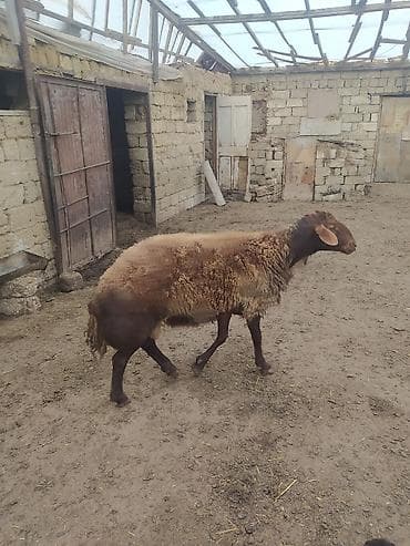 DAMAZLIQ QALA QOÇU SATILIR 2 YAŞI VAR KEÇƏN İLKİ TOĞLUDUR REAL ALICI