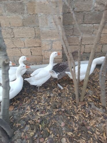 liqorin toyuq: Qaz sürüsü satılır - Fotoşəkillərdə görünən ağ və bir ədəd boz-qara — 3