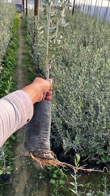 zeytun ağacı satışı: Salam, satista zeytun agaclari var hal hazirda Sort: Qemlik 1 agacin — 3