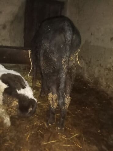 Сельхоз птицы: Cüt satlır üvan celilabdı ciddi şexsler zeng vursun 2550manata deylir — 3