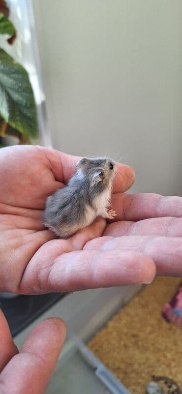 gəmiricilər: Cunqarik xamyak(dağsiçanı) 3 aylıq balalar və ata ana.Bozlar 5 — 3