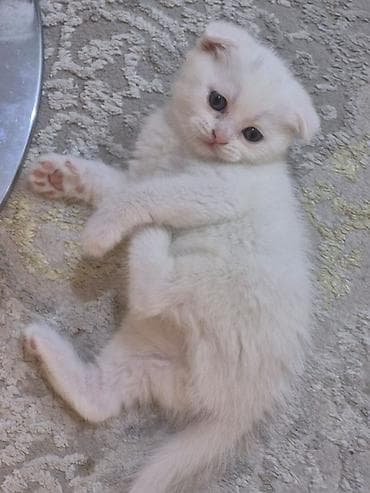 heyvan geyimi: Şotland — 7