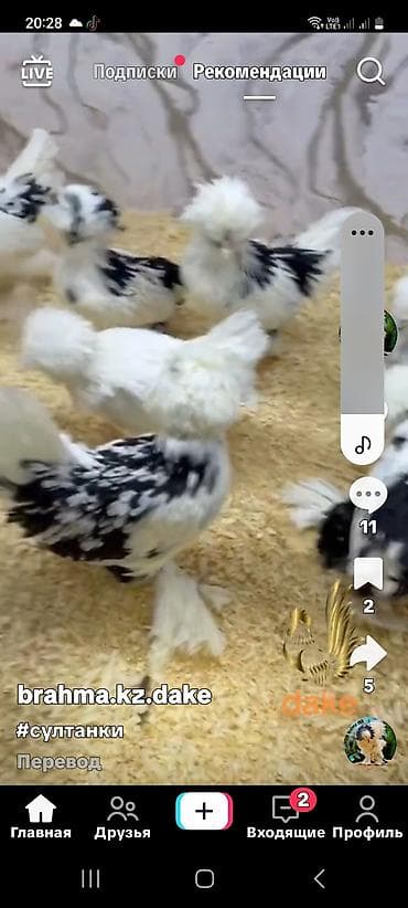 Toyuq, Damazlıq lalafo.az -da Toyuq, Damazlıq