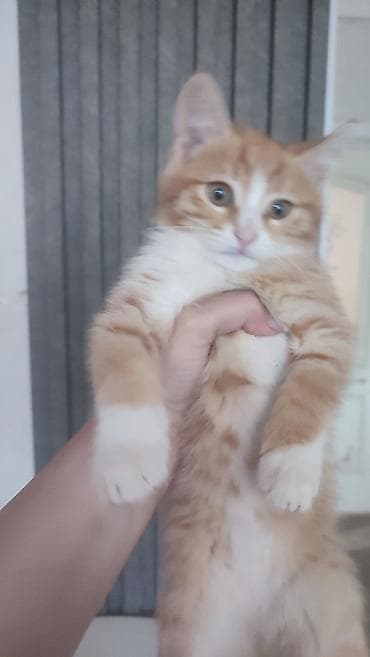 1ci pişik küçə pişiyidir baladır. 2 aylıq erkek lalafo.az -da 1ci pişik küçə pişiyidir baladır. 2 aylıq erkek