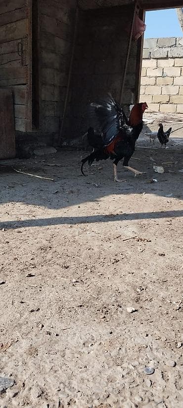 K/t heyvanları və malları: 11 aylıq heyratı bece satılır döyüş vıdyosu var yaxşı balada verır — 3