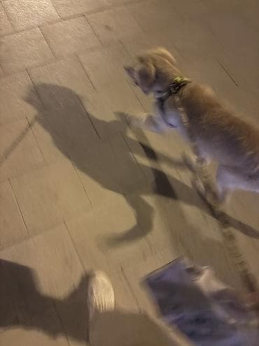 İtlər: Retriever, 5 ay — 5