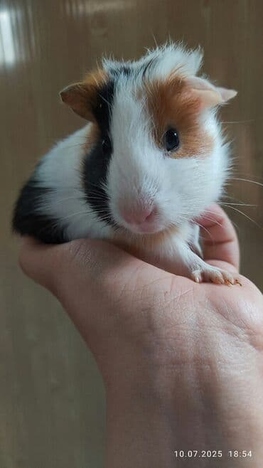 Lincoln: Pulsuz Bala dovsanxamyak ve deniz donuzu svinka isteyirem bashqa — 7