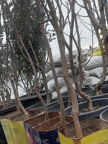 Xar tut 50 aznnan başdiyir 250 manatadek agaclar