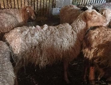 Qoyun sürüsü satılır - Növ: qarışıq cins yerli qoyunlar (ağ, qəhvəyi