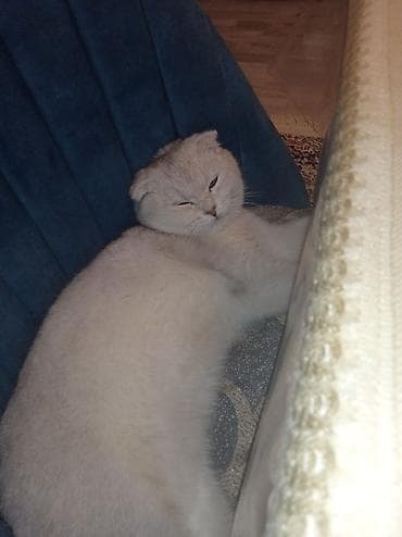 pişik sortu: Şotland — 3