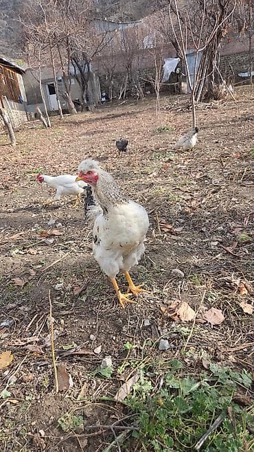 Ev şəraitində sərbəst gəzən kənd toyuqları - Təsvir: Təbii şəraitdə