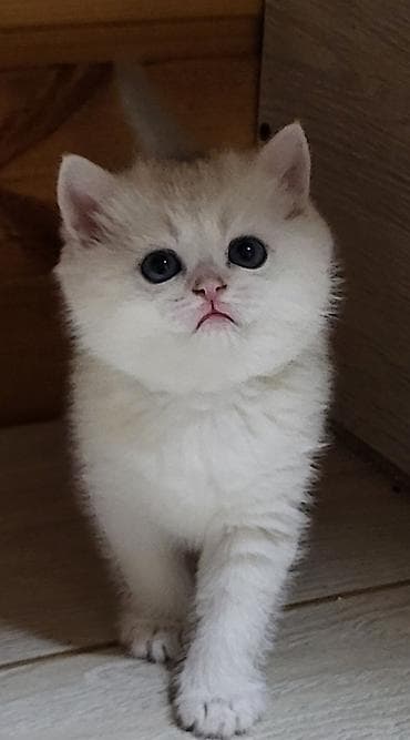 Птицы: Шиншилла — 5