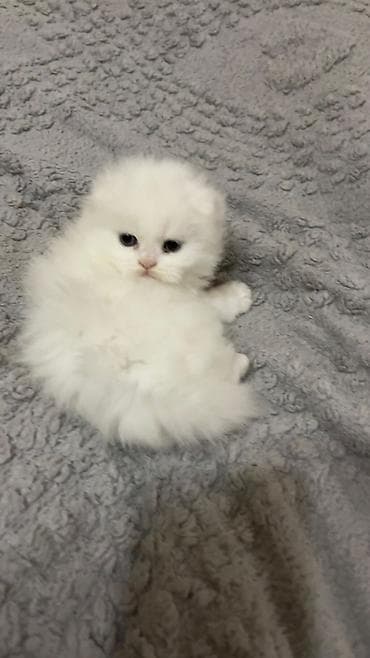 van pişik: Britan — 7