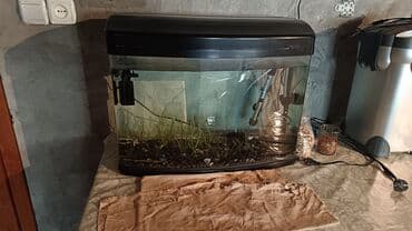 qara baş quşlar: - Böyük ölçülü vitrin tipli akvaryum: geniş ön şüşə, dekorativ ağ — 2