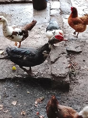 danisan qus: Erkek lal ordek 20 Diwisi 18 manat 2.500 3 kilo eti var var 1 ilikdi — 5