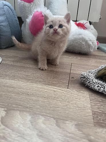 pişiyler: Şirin pişik balaları – zəncəfil rəngli, tüklü və mavi gözlü Məhsulun — 4