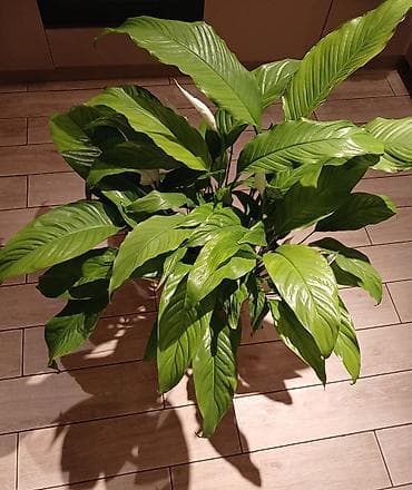 yasil: Spathiphyllum (Sülh Zanbağı) – dekorativ otaq bitkisi - Növ — 3