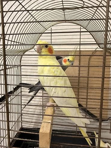 тап аз птицы: Nimfa (Cockatiel) papuqayları – evdə saxlanılan dekorativ quşlar - — 6