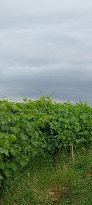 Çəngəllər: Üzüm bağı – ağ şərablıq/şirəlik sort Qazax Rayonu Hüseyinbəyli kəndi — 2