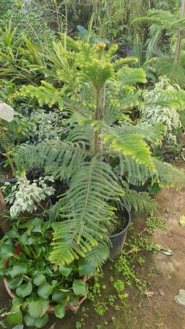 cöke ağacı: Norfolk adası şamı (Araucaria heterophylla) – dekorativ həmişəyaşıl — 2