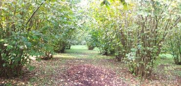 findiq ləpəsi: Salam bağ Qəbələ rayon Nic qəsəbəsində dir bağ 67 sotdan ibarətdir 170 — 8