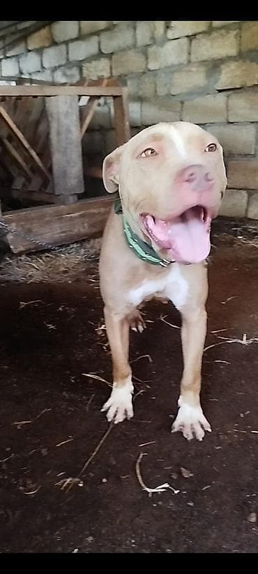 it satisi: Pitbul, 2 il, Dişi, Ünvandan götürmə — 3