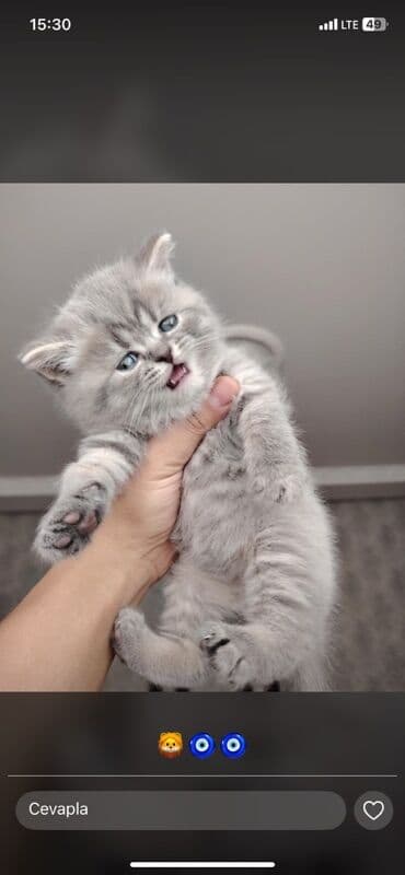 pişik cantası: Şotland yastı qulaq — 2