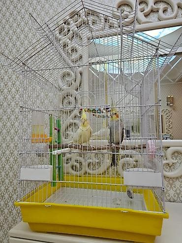 Heyvanlar üçün mallar: Nimfa (Cockatiel) cütü və geniş qəfəs dəst - Növ: Nimfa tutuquşusu — 3