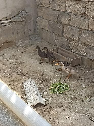 cücə damı: Toyuq cücələri, Damazlıq — 5