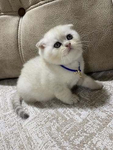 pisik aliram: Britan yastı qulaq — 2