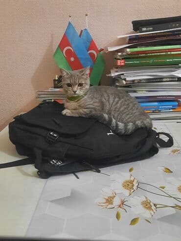 Gəmiricilər: Britan, Yaxşı əllərə — 3