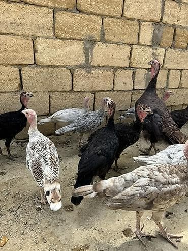 Heyvanlar: Öz həyətimdə çıxıb aprelin 26sı cins heyvanlardı sağlamlıqına — 2
