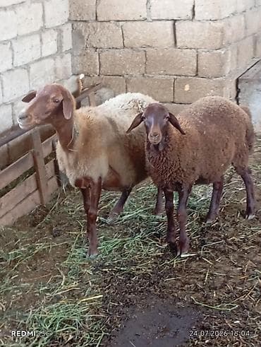 mal heyvan: Super damazdiq hevanlardi ana bala qoyun qoyun ekiz dogan qoyundu — 1