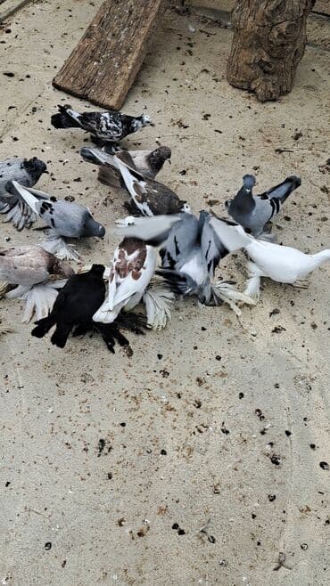 bakida cins ineklerin satisi: 12 DƏNƏ QUŞDU 1 DƏNƏSİ 10 MANATDAN KOM SATILƏR TƏK TƏK ALANDA QİYMƏT — 5