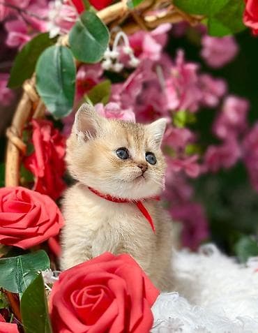 Pişiklər: Britan — 5