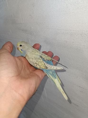 ucuz quslar: Satılır 5 ədəd bala . 2 cüt bir tek erkek . hamısın alana 10azn. tek — 1